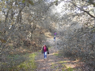 FORET DE LONGEVILLE (LA TRANCHE SUR MER - VENDEE)-vendee