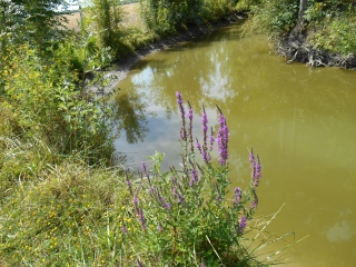 NALLIERS - SENTIER AUTOUR DE LA DOUVE-vendee