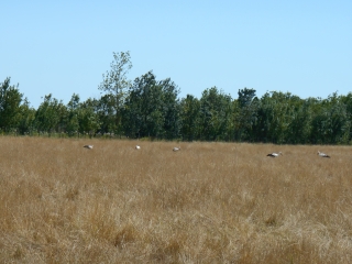 NALLIERS - SENTIER AUTOUR DE LA DOUVE-vendee