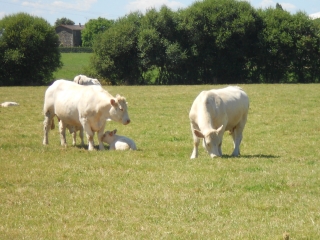 COPECHAGNIERE-vendee