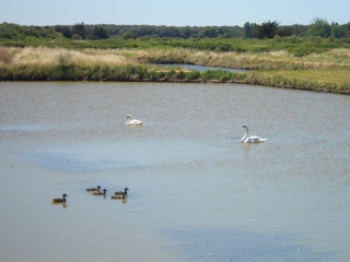 OLONNE-SUR-MER (2)-vendee