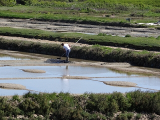 L EPINE - BOIS DE LA CHAIZE-vendee
