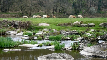 SAINT-LAURENT-SUR-SEVRE-vendee