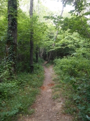 FORET DE SAINT GEMME LA PLAINE-vendee
