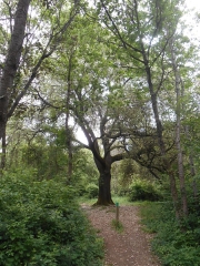 FORET DE SAINT GEMME LA PLAINE-vendee