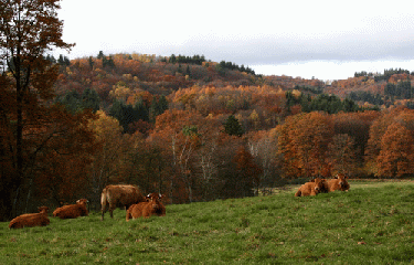 ETANG DE JONAS-haute-vienne