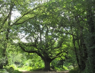 DU CHATEAU AU CHENE DE BRAMEFAN-haute-vienne