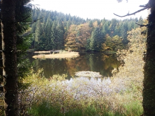 HAUTES VOSGES - FORET DE LA BRESSE ET ROCHESSON-vosges