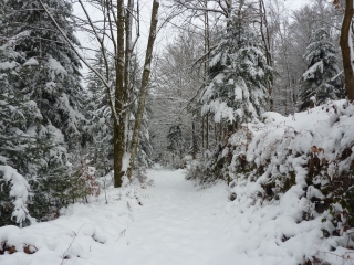 RAQUETTE AU DESSUS DE LA GRANDE CASCADE DE TENDON-vosges