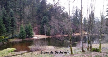 LE BRABANT- COLLET MANSUY- LKAC DES CORBEAUX- ETANG DE SECHEMER-vosges