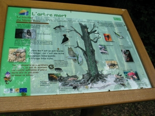 SENTIER DU MENU BOIS-vosges