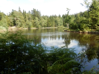 LE SENTIER DES NOIRS ETANGS-vosges