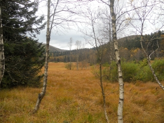 TOURBIERES DE MACHAIS-vosges