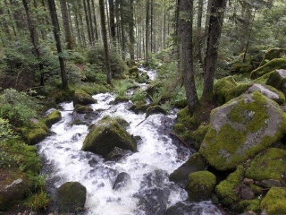 LES TRUCHES - GERARDMER - TETE DE MERELLE-vosges