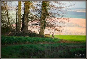 FLACY - BOIS DE CHEVRY-yonne