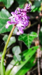 9EME POYAUDINE-yonne