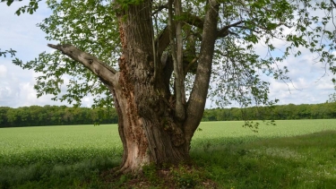 ARMEAU - LE CHATEAU DU FEY-yonne