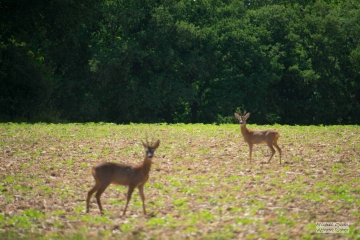 VAUDEURS ET LES HAMEAUX - UNE RANDO DE 12KM-yonne