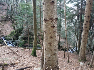 PEYREGADE - MARTINAT - AU BORD DU TUYRE-ariege