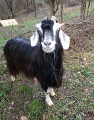 CASCADE DE LA TURASSE - AU DESSUS DE ROQUEFORT LES CASCADES-ariege