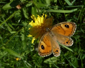 DEPUIS OLBIER JUSQU A MARC EN PASSANT PAR AUZAT-ariege