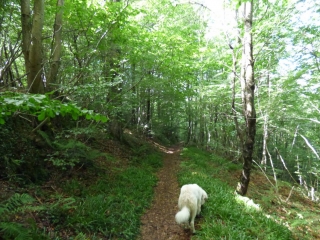 BIGOT - CROIX DE MORENCI-ariege