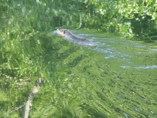 DE BOUSSY A BRUNOIS SUR LES BORDS DE L YERRES-essonne