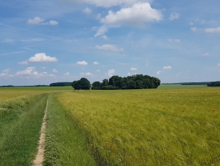 BOISSY-LE-CUTTE - BOUCLE CAMPAGNARDE-essonne
