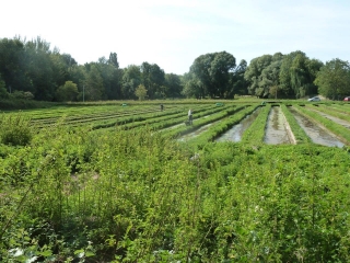 MEREVILLE - LA CAPITALE DU CRESSON-essonne