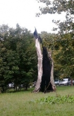 FORET DE SENART (2)-essonne