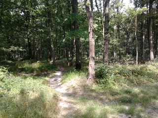 FORET DE SENART (2)-essonne