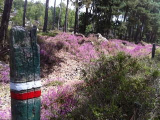 RANDO DES PLANTES MEDICINALES