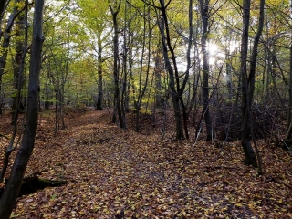 MONTGERON - FORET DE SENART-essonne