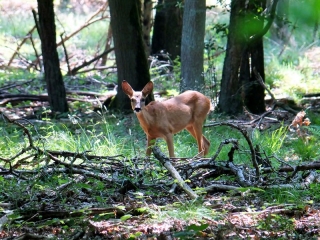 MONTGERON - FORET DE SENART-essonne