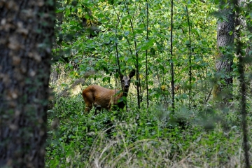 PROMENADE EN FORET DE SENART-essonne