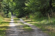 PROMENADE EN FORET DE SENART (2)-essonne
