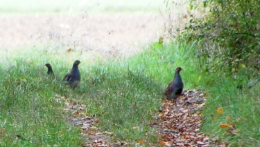 DE DOURDAN A BREUILLET-essonne