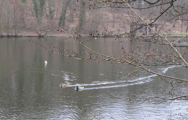 BOIS DE SAINT CUCUFA-region-parisienne