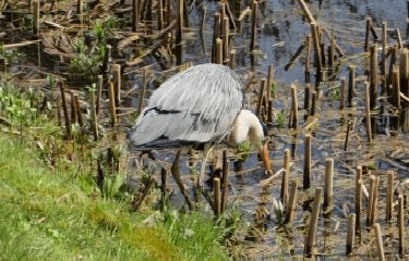 VILLE D AVRAY - LA FORET DE FAUSSES-REPOSES-region-parisienne