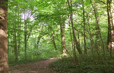 FORET DE MEUDON-region-parisienne