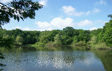 FORET DE MEUDON-region-parisienne
