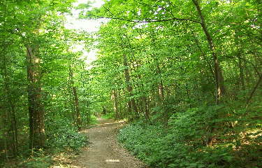 FORET DE MALMAISON-region-parisienne