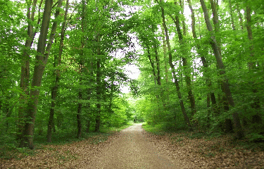 PARC DE SAINT CLOUD - CHAVILLE-region-parisienne