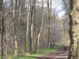 PARC DE SAINT-CLOUD-region-parisienne