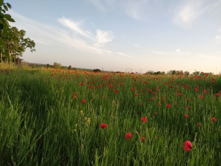 DE LA FORET DE MONTMORENCY AUX BORDS DE L OISE-val-d-oise