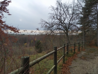 FORET DE L ISLE-ADAM-val-d-oise