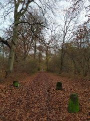 FORET DE L ISLE-ADAM-val-d-oise