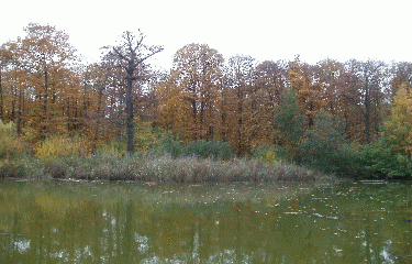 FORET DE MONTMORENCY (1)-val-d-oise