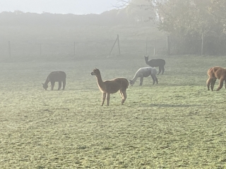 VIARMES - COMME AU PEROU-val-d-oise