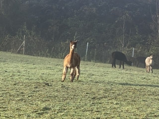 VIARMES - COMME AU PEROU-val-d-oise